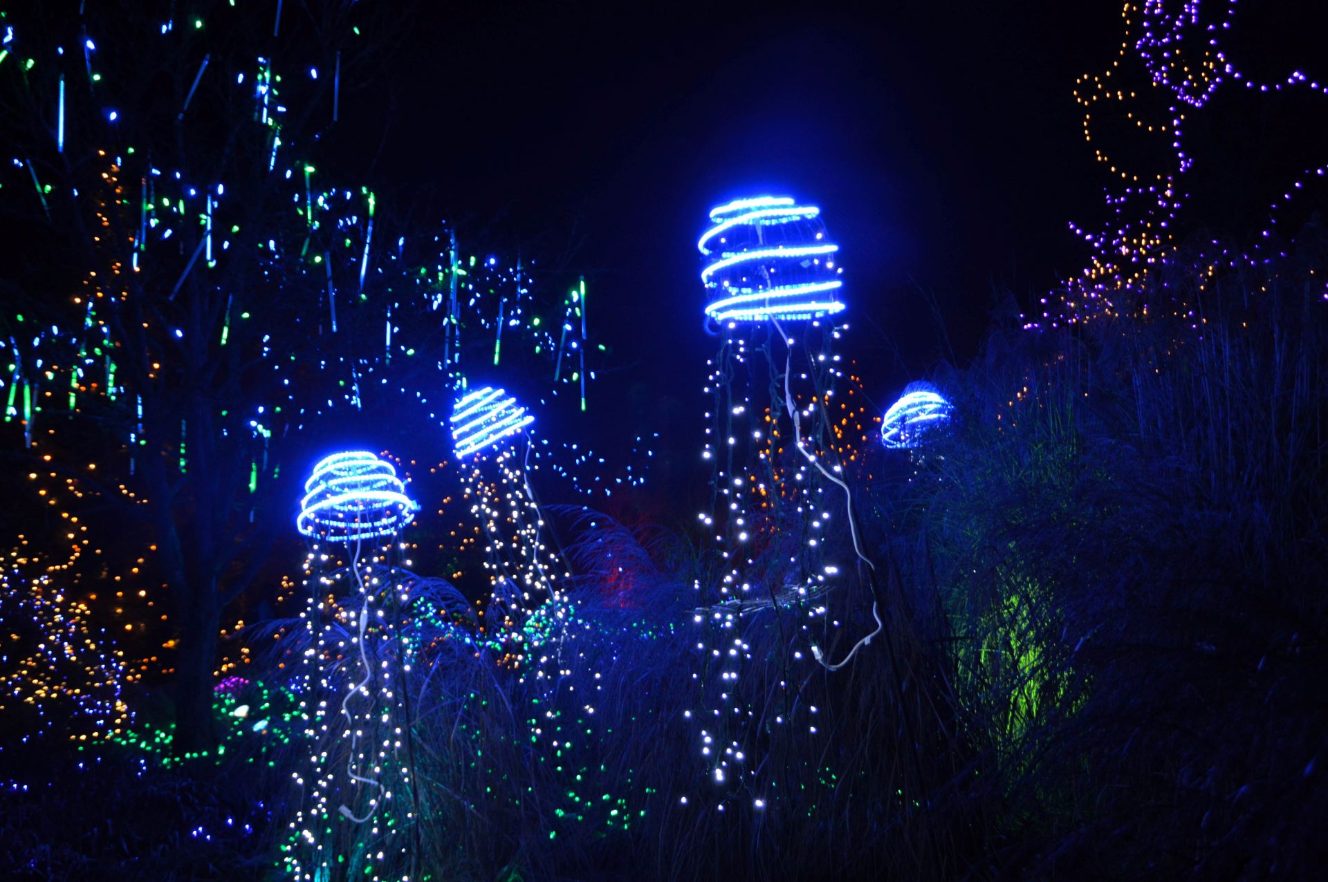 Holiday Splash at the Vancouver Aquarium